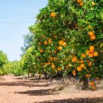 Rows of orange trees laden with ripe oranges under a clear blue sky