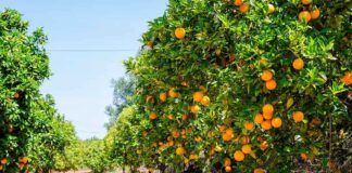 Rows of orange trees laden with ripe oranges under a clear blue sky