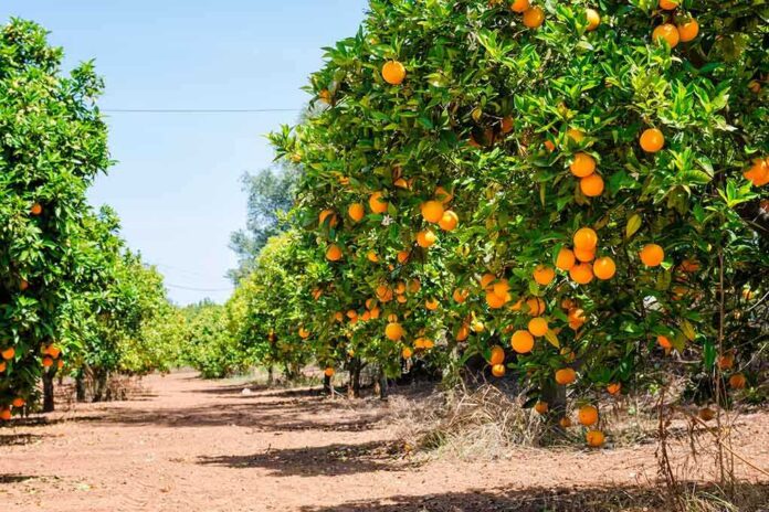 Rows of orange trees laden with ripe oranges under a clear blue sky