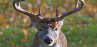 Close-up of a white-tailed deer with antlers in a grassy field