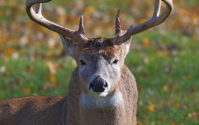 Close-up of a white-tailed deer with antlers in a grassy field