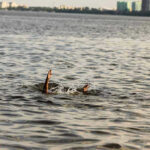 Persons hand reaching out from the water.