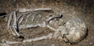 Excavated human skeleton partially embedded in soil