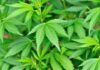 Close-up of vibrant green cannabis leaves