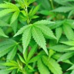Close-up of vibrant green cannabis leaves