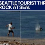 Seattle tourist throws rock at endangered monk seal | FOX 13 Seattle