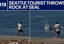 Rich Man’s Rock Attack Caught on Camera Seattle tourist throws rock at endangered monk seal | FOX 13 Seattle