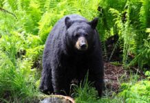 Miracle Rescue: Boy Survives Bear-Infested Woods A black bear standing in a lush green forest surrounded by ferns