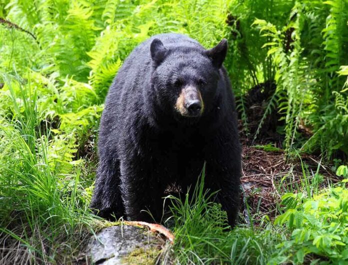 shutterstock_92480956 A black bear standing in a lush green forest surrounded by ferns